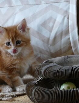 Maine Coon - Burladingen Zentrum