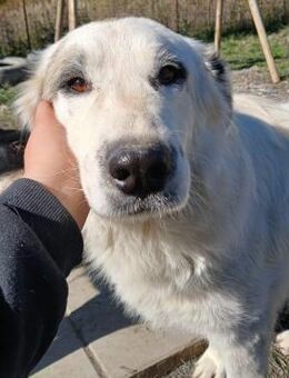 💋 Knuffiger Bo 💋 Ein Hundegoldstück - Eislingen (Fils)