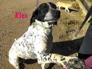 Kleo sportliche Pointer Hündin 02/22 ESP - Ruppertsecken