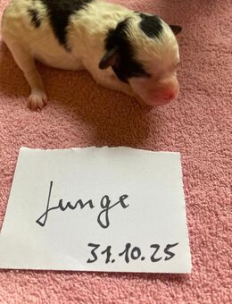 3 Maltipoo Welpen geboren am 31.10.25 geboren suchen liebes zu Hause für immer - Bakum