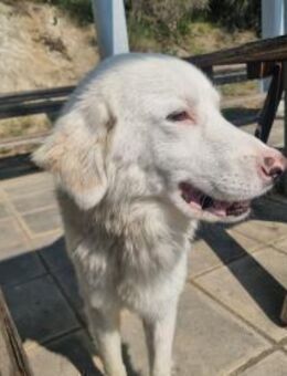 Schüchterner Gin - Eixen