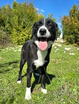 Schwarz / weiße Schönheit Rona - Ellerbek