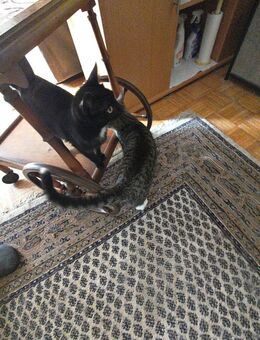 Wunderschöne pechschwarze Katze mit weißem Latz ❤️❤️❤️ - Südlohn