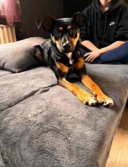 wunderschöne Leni sucht ihr Körbchen - Wassenberg