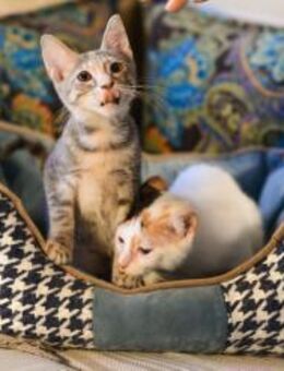 Mia & Daisy aus dem Tierschutz - Grevenbroich
