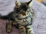 Verkaufe 2 maine coon Kater. - Gelsenkirchen Horst