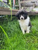 Toller Border Collie junge in 94269