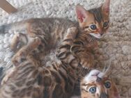 BENGAL KITTEN - Magstadt