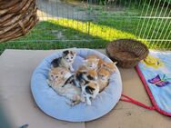 Zahme, kinderliebe Katzenbabys suchen ein neues Zuhause! - Großschirma