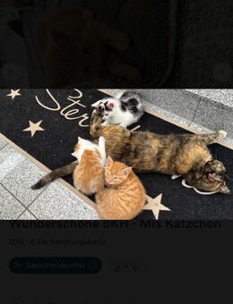 Zuckersüße BKH-Mix Kitten - Gernrode