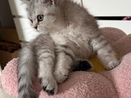 Britisch Kurzhaar Kitten in liebevolle Hände abzugeben BKH - Oberhausen