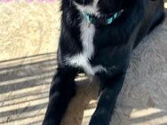 Greta, 05/24 - süßes Mädel sucht Familie - Heppenheim (Bergstraße)