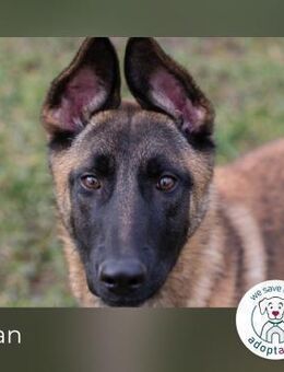 Lijan: süßer Wirbelwind - Kirchzell