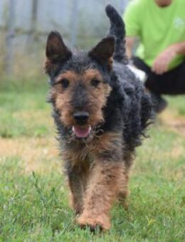 Tequila - lebhafter verspielter Rüde - Lohmar