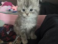 Hübsche reinrassige Maine Coon Kitten in liebevolle Hände abzugeben - Riedstadt