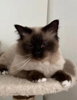 Erwachsener Birma Kater - Regensburg