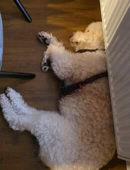 Goldendoodle 6 Jahre alt, abzugeben. - Birkenhördt