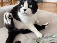 Notfall - süßer Thomas sucht Dich! - Walluf