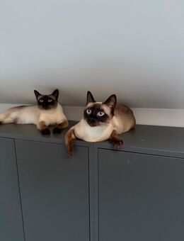 2 Siamkatzen weiblich - Röfingen