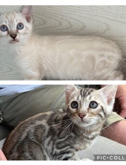 Bengal kitten kater Snow Lynx oder Silber Mit Stammbaum - Dortmund