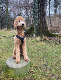 Großpudel Dame Apricot 4 Jahre - Künzing