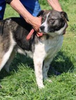 Duna - ❤️verschmust u. sehr lieb❤️ - Lohra