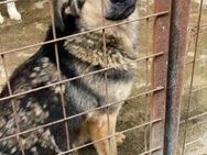 MALAKI unser kluger Hundejunge....... - Kempen