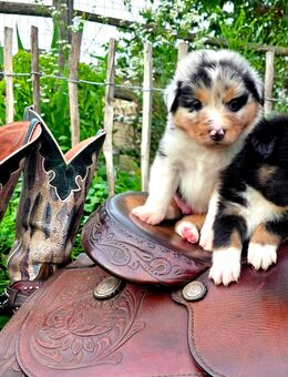 Hübsche reinrassige Australian Shepherd Welpen - Doberlug-Kirchhain