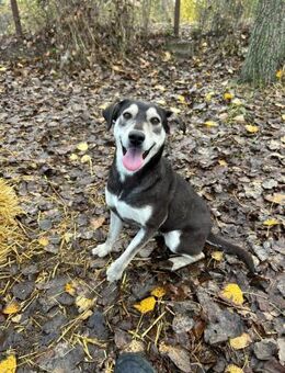 Olive Die perfekte treue Begleiterin - Schlitz