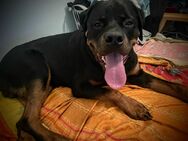 Rottweiler Rüde 9 Monate jung - Berlin Reinickendorf
