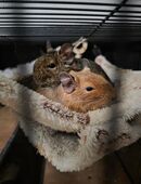 Degu in 97070