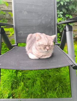 Schöner Weißer britischer kater - Greven (Nordrhein-Westfalen)