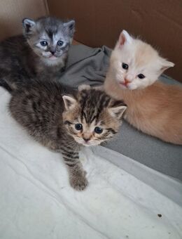 Bkh Mix Kitten 1 Junge, 2 Mädchen - Villingen-Schwenningen