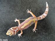 Leopardgecko Männchen Weibchen - Berlin