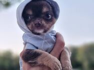 Chihuahua Welpe Winnetou sucht neues zu Hause - Berlin Charlottenburg-Wilmersdorf