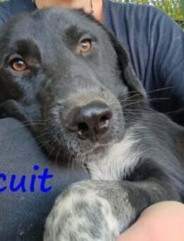 Biscuit glücklicher Kuschelhund GRC - Ruppertsecken