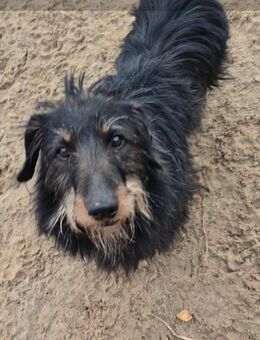 Unser selbstbewusster Günther ca ,6 J alt , lieb und sehr verschmust , ca 30-35 cm groß - Angern