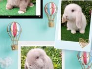 Minilop Zwergwidder Mini Lop Häsin und Rammler - Hillerse