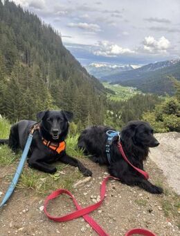 Lieber Mischling Chippi sucht Familie - Margetshöchheim