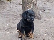 Reinrassiger Labrador Welpe 1000€, 39606 0sterburg - Osterburg (Altmark)