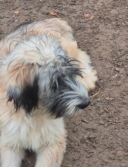 Sehr verschmuster aufgeweckter Mischlingsrüde Paul - Angern