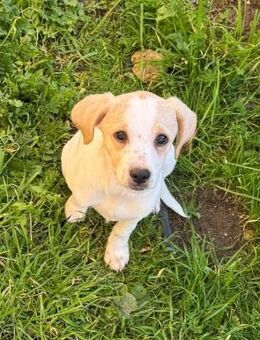 Stevie freundlich und verpielt - Haan