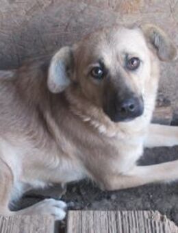 BW 16 - Hübsche Maus - Elsdorf (Nordrhein-Westfalen)