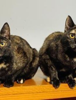 Titika und Kitty aus dem Tierschutz - Grevenbroich