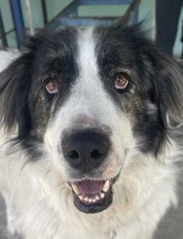 Rudolf, geb. ca. 01/2023, GRIECHENLAND - Markdorf