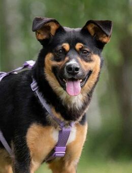 Sensible Lusha sucht warmes Körbchen - Duisburg