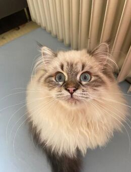 Börek (Wuschel) sucht ein neues Zuhaus - Berlin