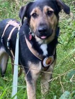 Calle wartet auf seine Menschen - München