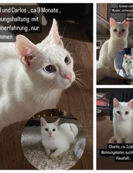 Vermittlungshilfe für diverse Katzen - Berlin