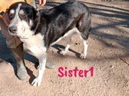 Sister1 entspannt & verschmust 01/22 ESP - Ruppertsecken